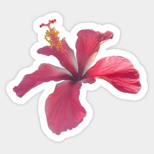 Tropical Hibiscus Sticker